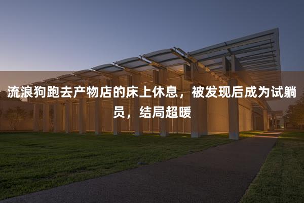 流浪狗跑去产物店的床上休息，被发现后成为试躺员，结局超暖