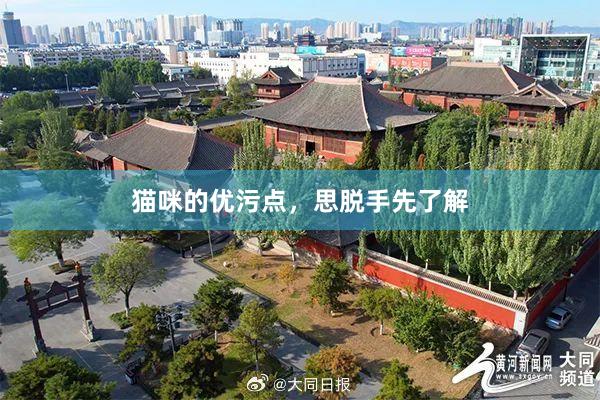 猫咪的优污点，思脱手先了解